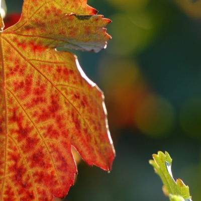 Dornfelder Blatt 7